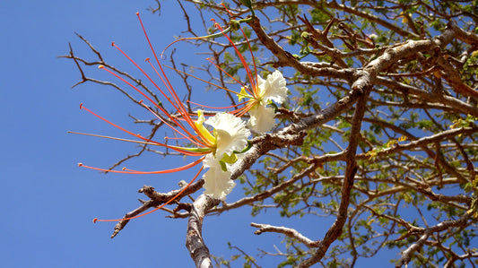 Delonix Elata Seeds: The Ultimate Step-by-Step Tutorial