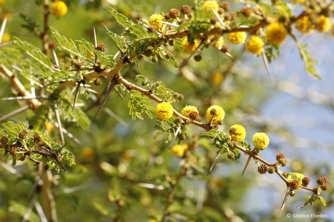 Grow Vachellia xanthophloea: Fever Tree Seeds, Acacia xanthophloea