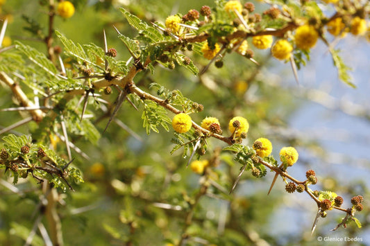Grow Vachellia xanthophloea: Fever Tree Seeds, Acacia xanthophloea