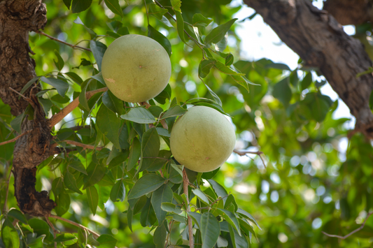 Grow Aegle marmelos Plants ,Bael Seeds, stone apple Seeds,