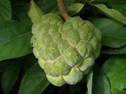 Ways to Grow Sugar Apple and Custard Apple Seeds, Annona squamosa