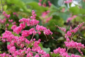 The Ultimate Guide to Cultivating Coral Vine : Mexican creeper