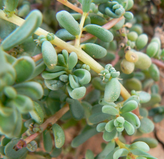 Guide to Growing Suaeda Vermiculata, Arabian Jointed Glasswort