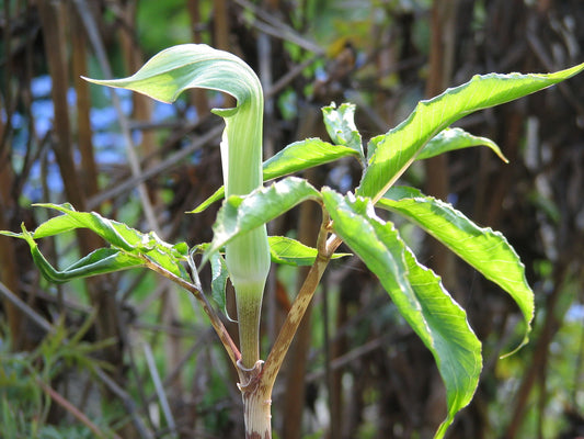 Arisaema negishii , Negishi's Cobra Lily , Japanese Cobra Lily,