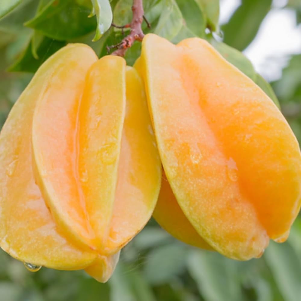 Averrhoa Carambola Star Fruit : The Ultimate Guide to Its Health Benefits