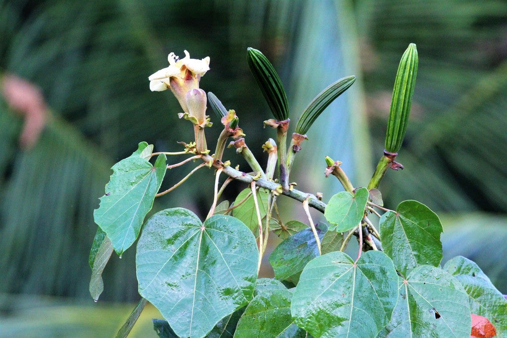 Balsa Wood Properties And Uses, Ochroma pyramidale Characteristics