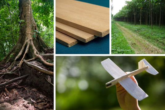 Propagation Techniques For Balsa tree, Ochroma pyramidale Mangement