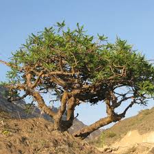 The Best Quality Frankincense Tree Seeds, Boswellia Sacra Seeds