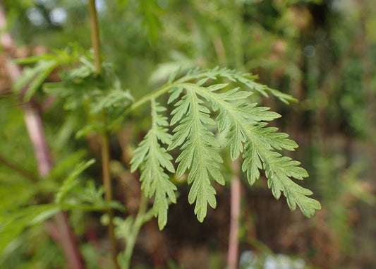 Best Method for Planting Sweet Wormwood Seeds, Artemisia annua