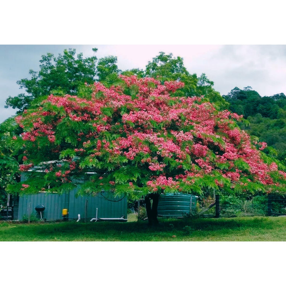 The Ultimate Guide to Cassia Javanica Seed Propagation