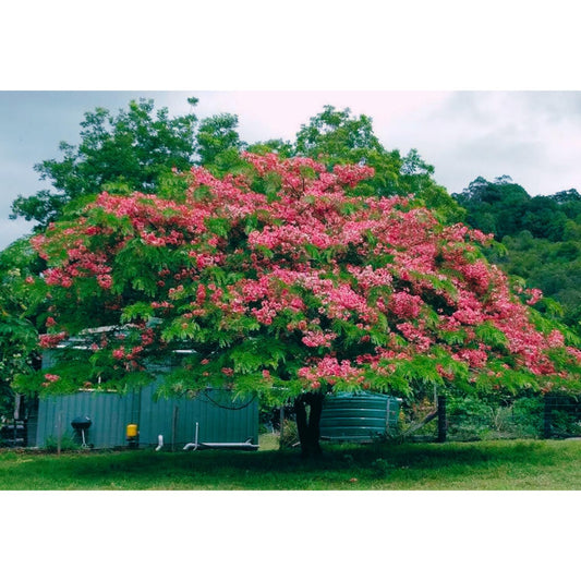 The Ultimate Guide to Cassia Javanica Seed Propagation
