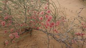 Propogate Calligonum comosum Seeds , Arta Seeds  / الارطا