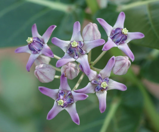 Power of Calotropis Gigantea: The Ultimate Monarch Host Plant