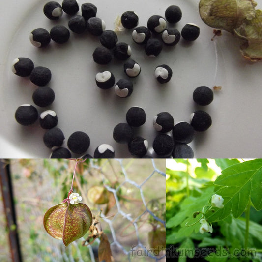 Cardiospermum halicacabum Plants ,Heart Pea Seeds, Balloon vine
