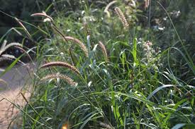 Guide to Growing Buffel Grass:  Cenchrus ciliaris Seeds