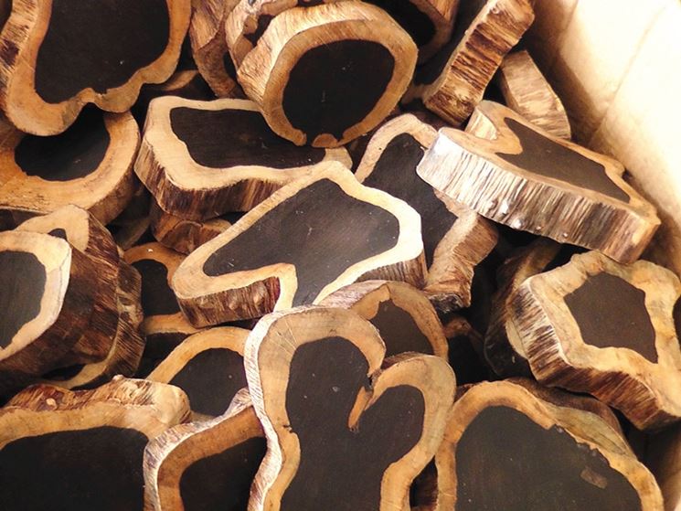 The Most Valuable Timber in the World: Diospyros Ebenum