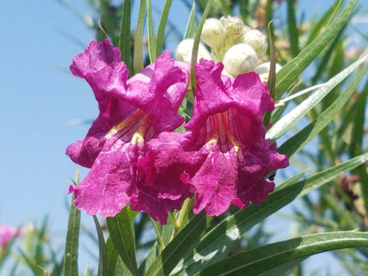 Propagate Desert Willow Seeds , Chilopsis linearis, خشب الصفصاف ,