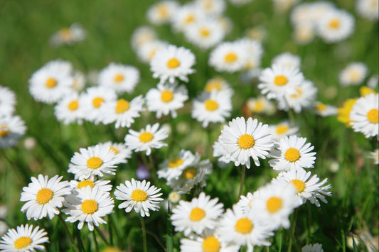 Expert Guide to Growing Chrysanthemum Cinerariaefolium Plants