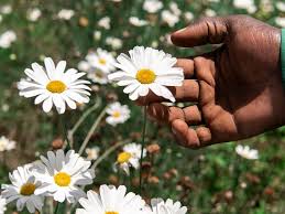 Chrysanthemum Cinerariaefolium Benefits : Pyre...