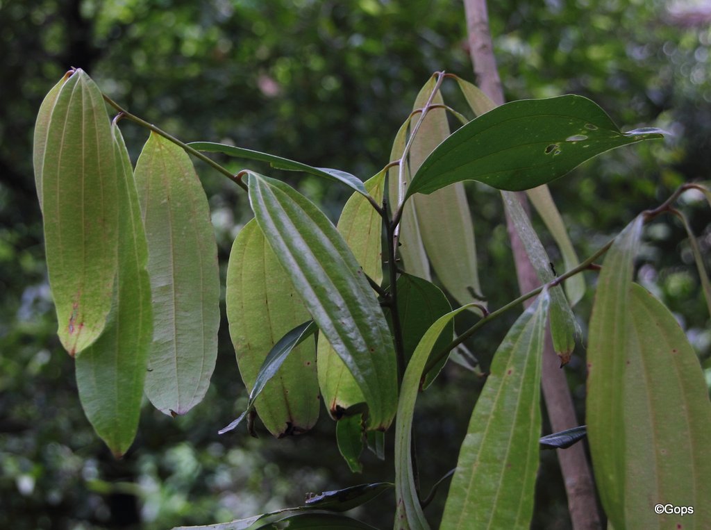 The Ultimate Guide to Growing Indian Bay Leaf