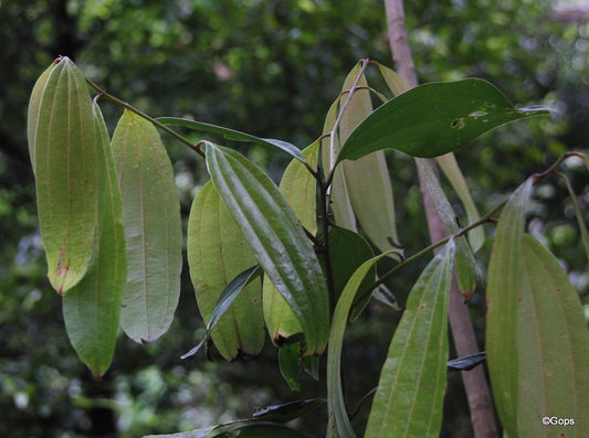 The Ultimate Guide to Growing Indian Bay Leaf