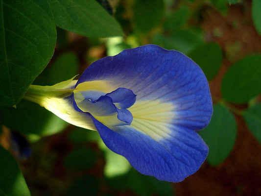 Clitoria ternatea From Seed to Bloom In 60 TO 90 Days
