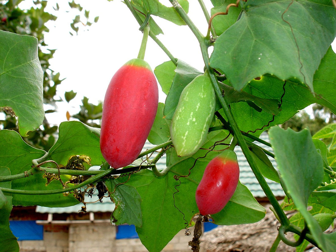 Proven Methods to  Grow Coccinia Grandis, Ivy Gourd, Tindora Seeds