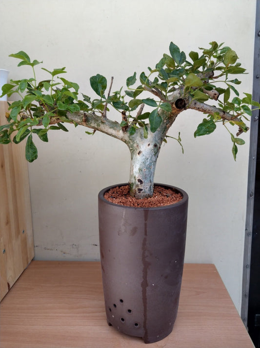 5 Tips for Successfully Growing Commiphora guillauminiana Seeds