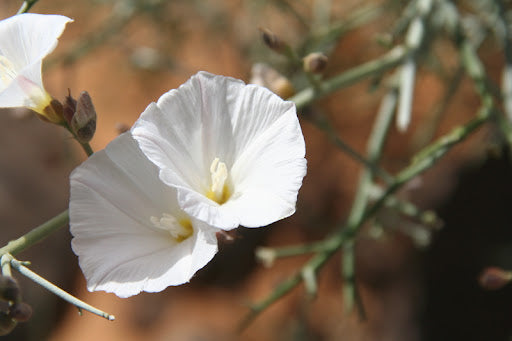 Tips for Growing Convolvulus cephalopodus /الرخامى