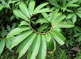 Grow Costus Speciosus Successfully