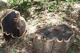 African Blackwood: The World's Most Expensive Tree