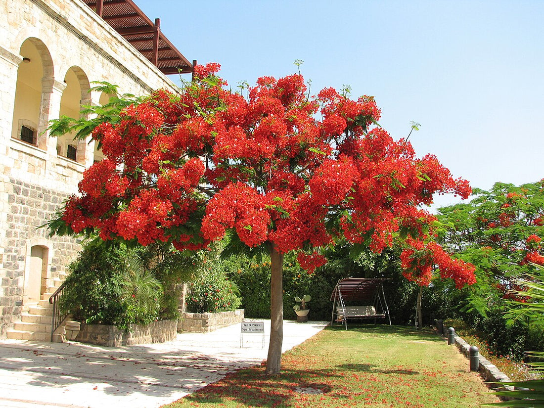 Tips for Growing Royal Poinciana Plants,  Delonix regia