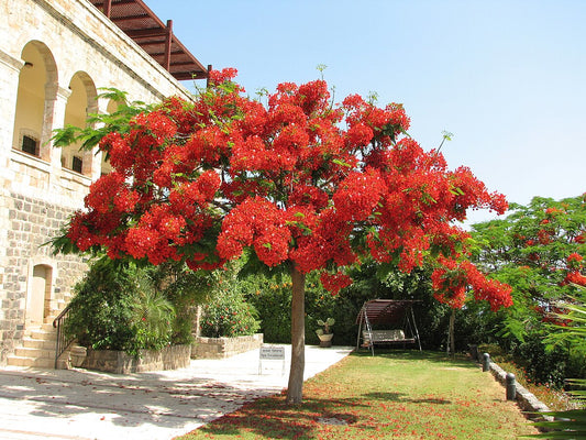 Tips for Growing Royal Poinciana Plants,  Delonix regia