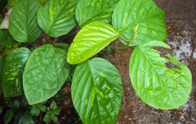 Guide to  Grow Desmodium gangeticum Seeds, Salparni Seeds