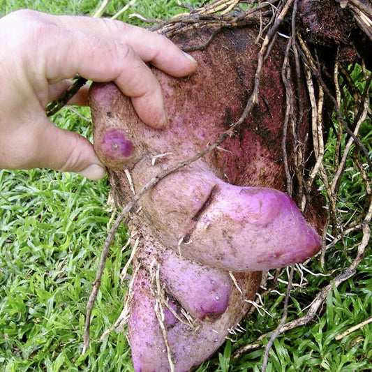 The Best Way to Grow Edible Purple Yam