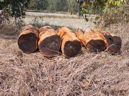 Diospyros ebenum Seeds, Black Heartwood Timber Tree