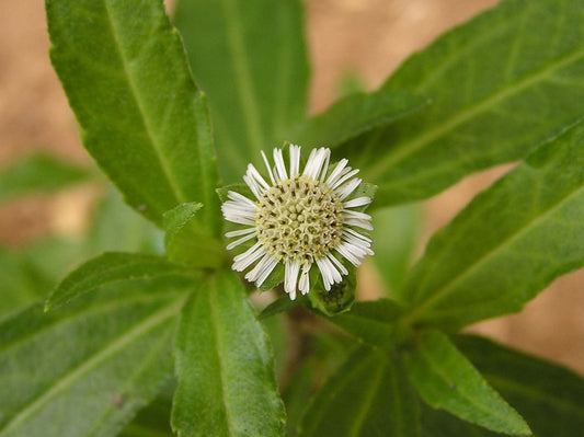 Tips for Growing Eclipta Alba, False Daisy Seeds, Eclipta prostrata