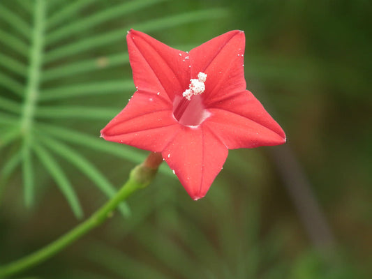 Maximize Your Red Cypress Vine Growth, Ipomoea quamoclit