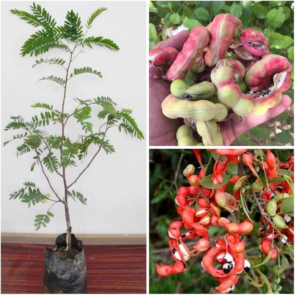 Unlocking the Secrets of Madras Thorn: A Monkeypod Tree Guide