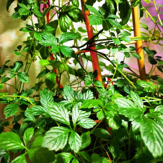 Grow Your Gynostemma pentaphyllum Plants ,JIaogulan Seeds,