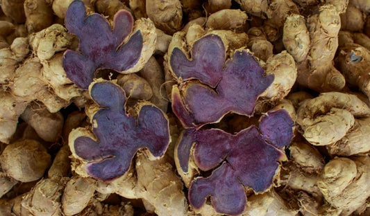 The Most Effective Herb for ED :  Black Ginger or Thai ginseng