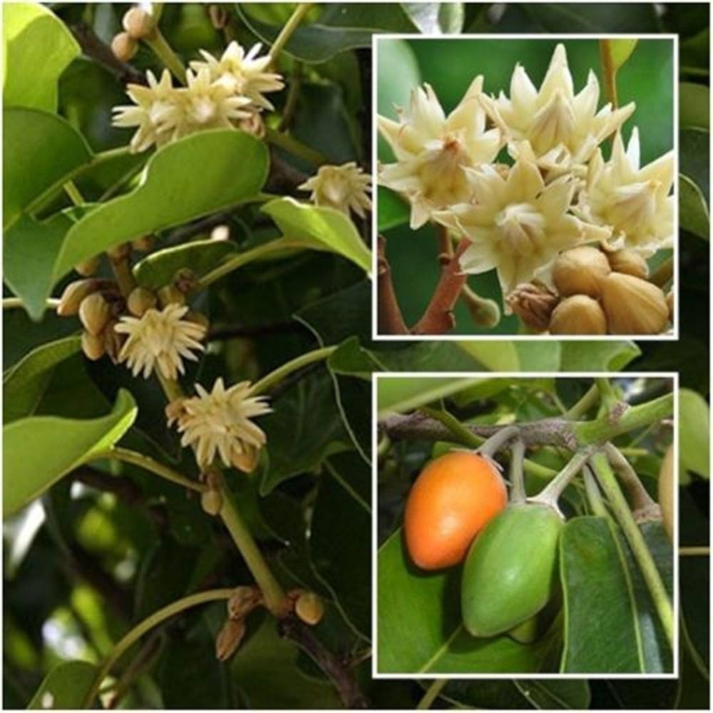 Buy Mimusops elengi Plants, Spanish cherry Plants,