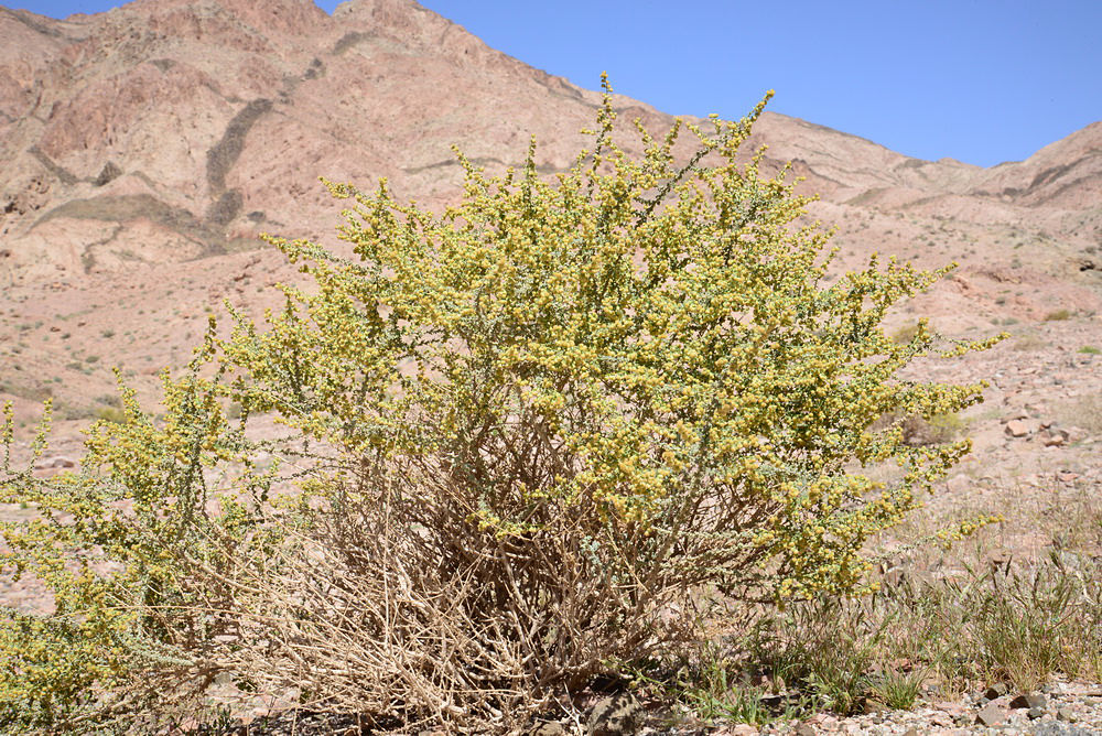 Grow Artemisia Judaica, Wormwood (شيح العطارين),Judean wormwood Plant
