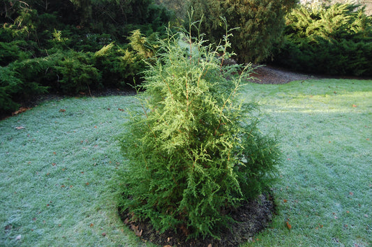 Maximizing Growth: The Ultimate Guide to Juniperus Procera Seeds
