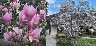 Magnolia Soulangeana The Most Stunning Saucer Magnolia Plants