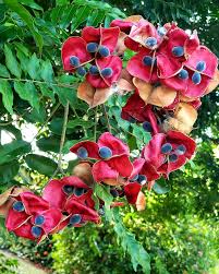 Majidea zanguebarica ,Black Pearl Seeds, Mgambo Seeds ,