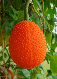 Tips for Growing Gac Fruit Seeds, Momordica Cochinchinensis Fruit
