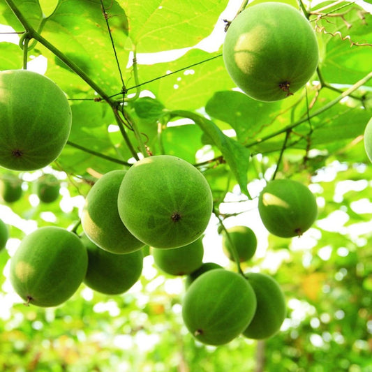 Grow Siraitia Grosvenorii Plants Like a Pro, Monk Fruit Seeds