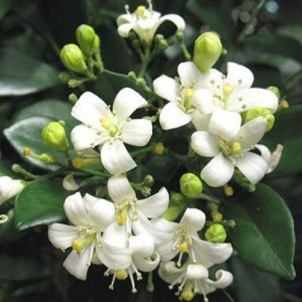 The Ultimate Guide to  Grow Murraya paniculata, Orange Jasmine, Murraya exotica plants
