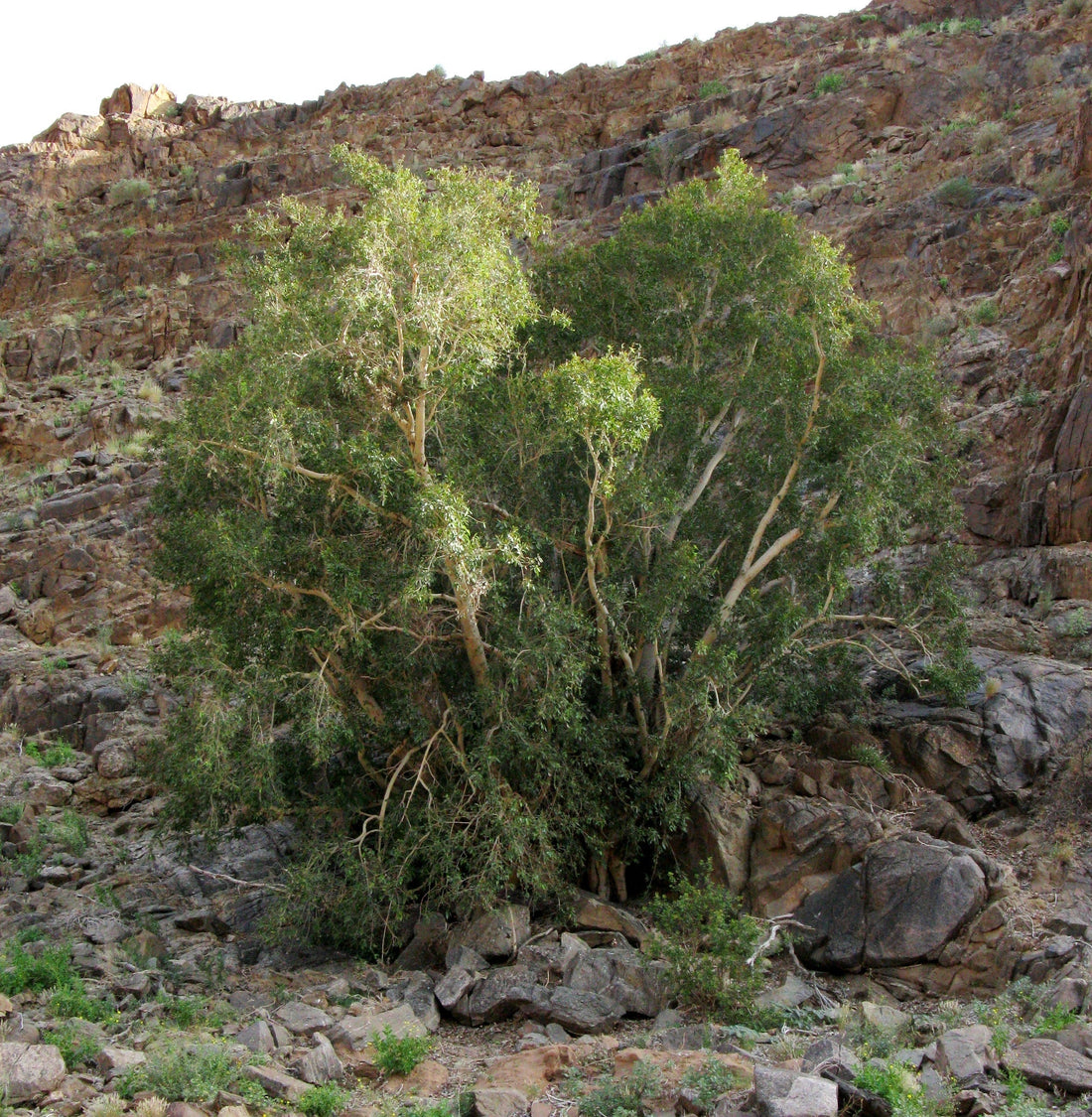 Namaqua fig or Namaqua rock Fig,  Ficus cordata /  لثب  ,